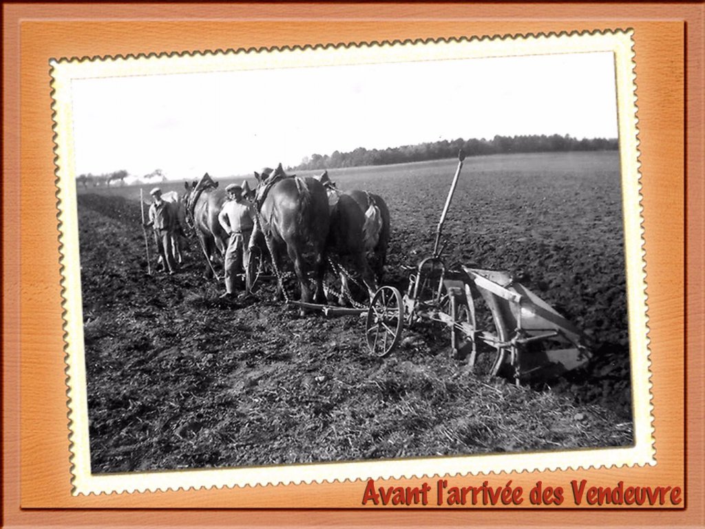 Labour avec  2 boeufs et 4 chevaux pour 1 corps de charrue dans les terres lourdes et collantes du Gâtinais en 1946.