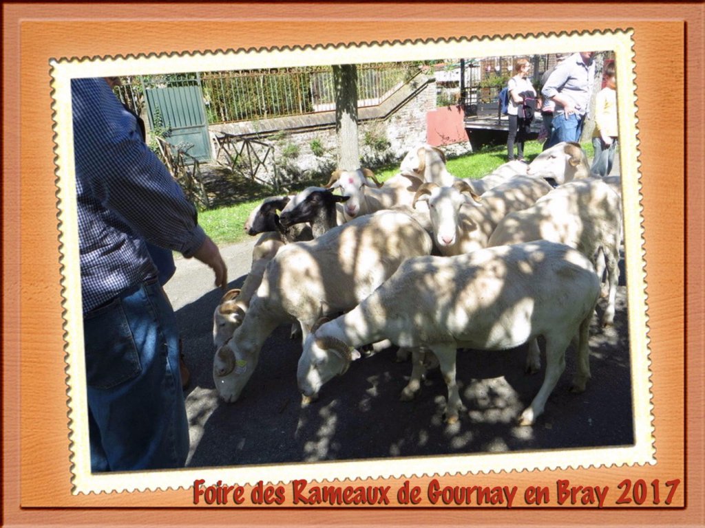 Beaucoup d'animaux à Gournay en Bray.